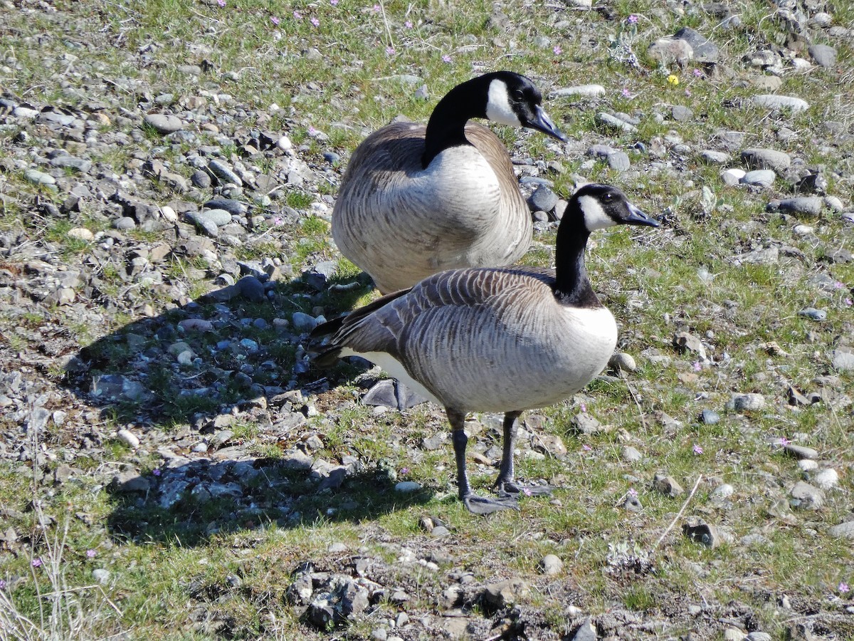 Canada Goose - ML217432851