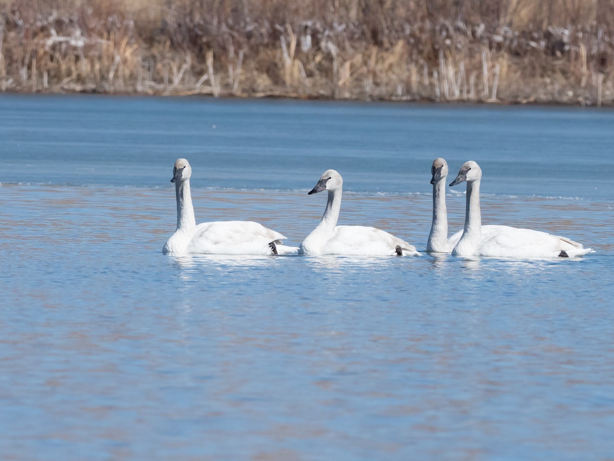 Trumpeter Swan - ML217434501