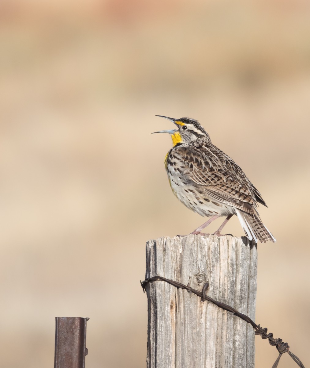 Western Meadowlark - ML217434741