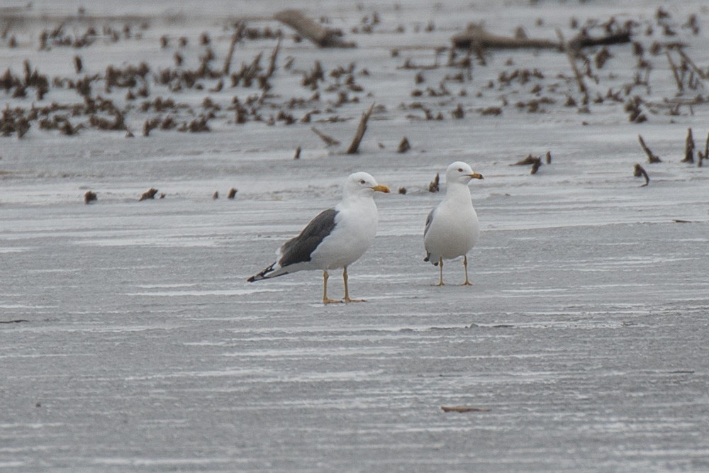 Lesser Black-backed Gull - ML217435381