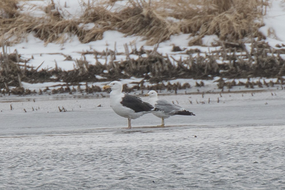 Great Black-backed Gull - ML217435491