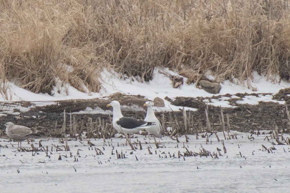 Great Black-backed Gull - Joe Jungers