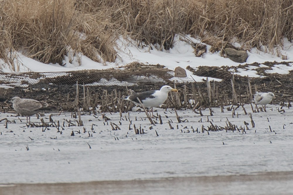 Great Black-backed Gull - Joe Jungers