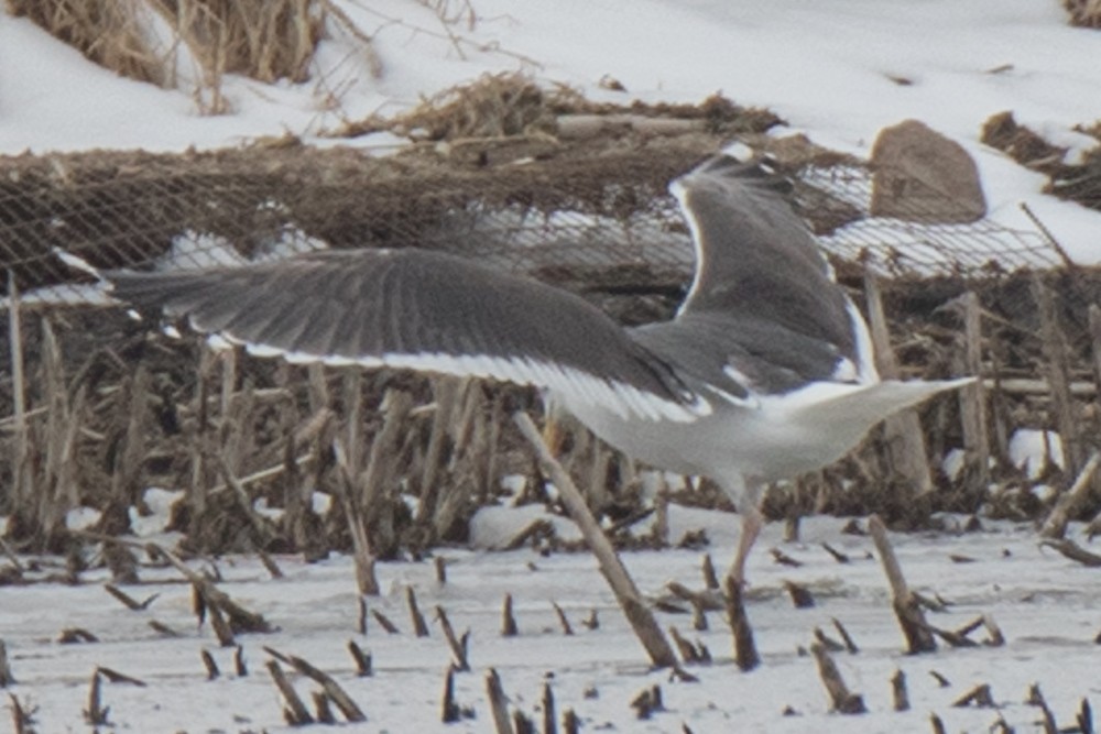 Great Black-backed Gull - ML217436141