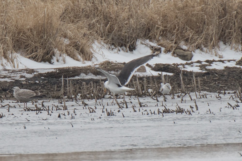 Great Black-backed Gull - ML217436151