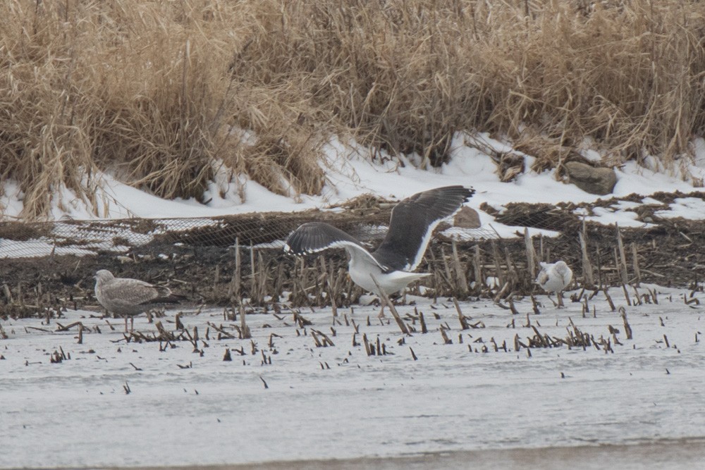 Great Black-backed Gull - ML217436161