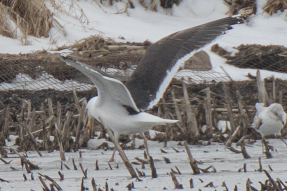 Great Black-backed Gull - ML217436181