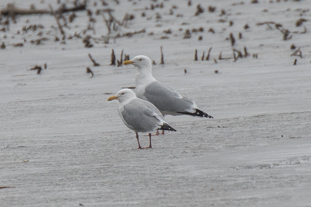 Herring Gull - ML217436631