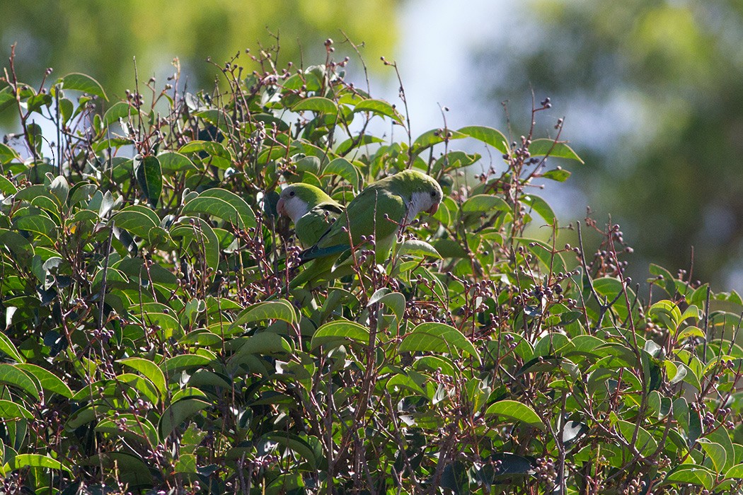 Monk Parakeet - ML21743671