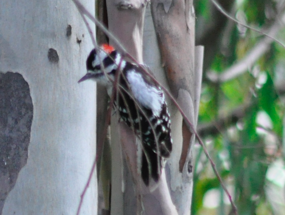 Downy Woodpecker - ML217438521