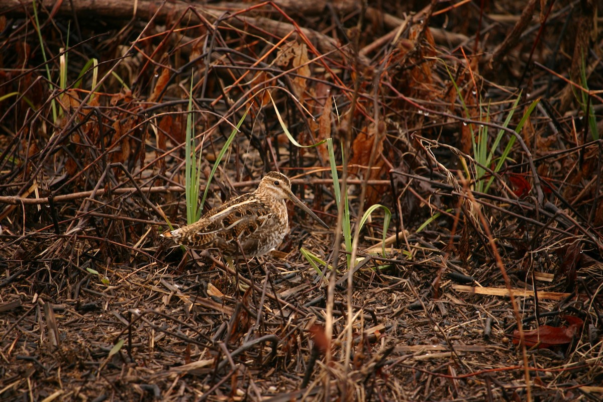 Wilson's Snipe - Chris Barrigar