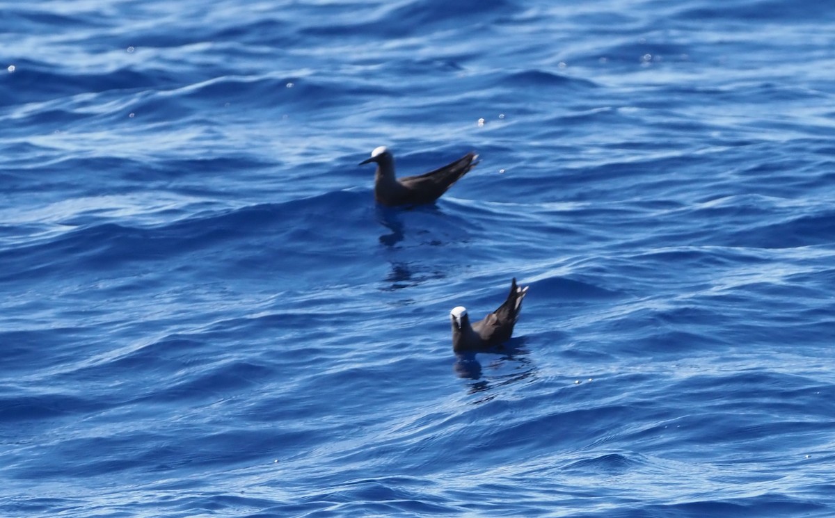 Black Noddy (melanogenys) - ML217442861