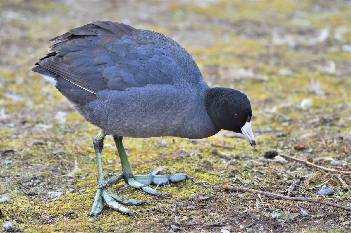 American Coot (Red-shielded) - Kevin Cherry