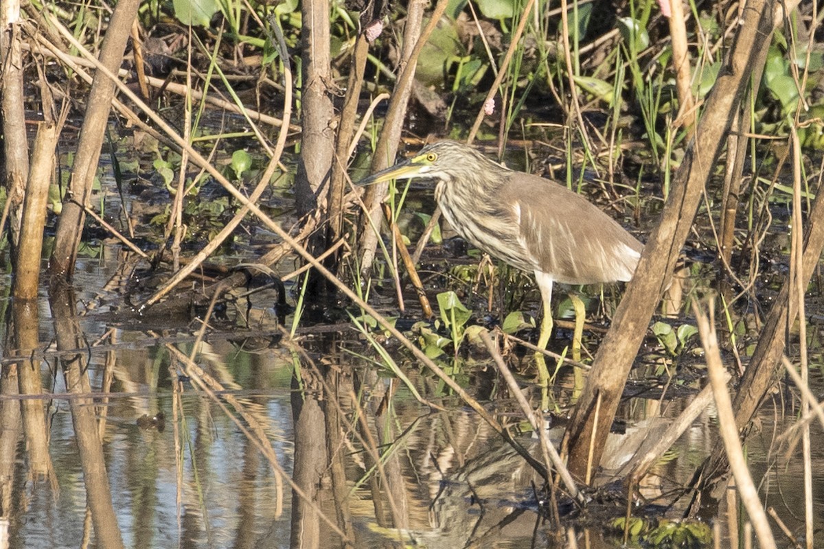 Garcilla sp. (Ardeola sp.) - ML217443291