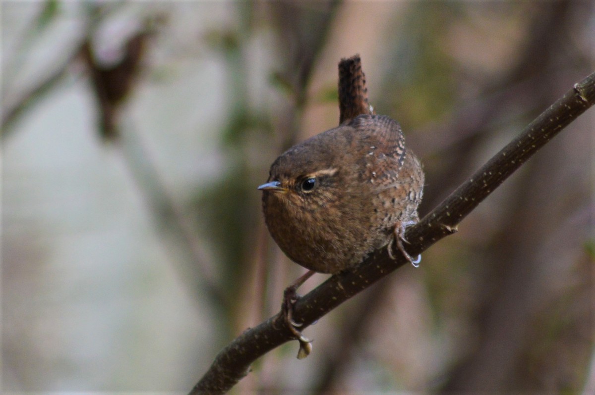 Pacific Wren - ML217443371