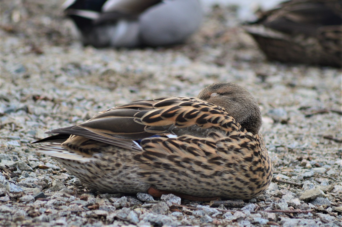 Mallard - Kevin Cherry