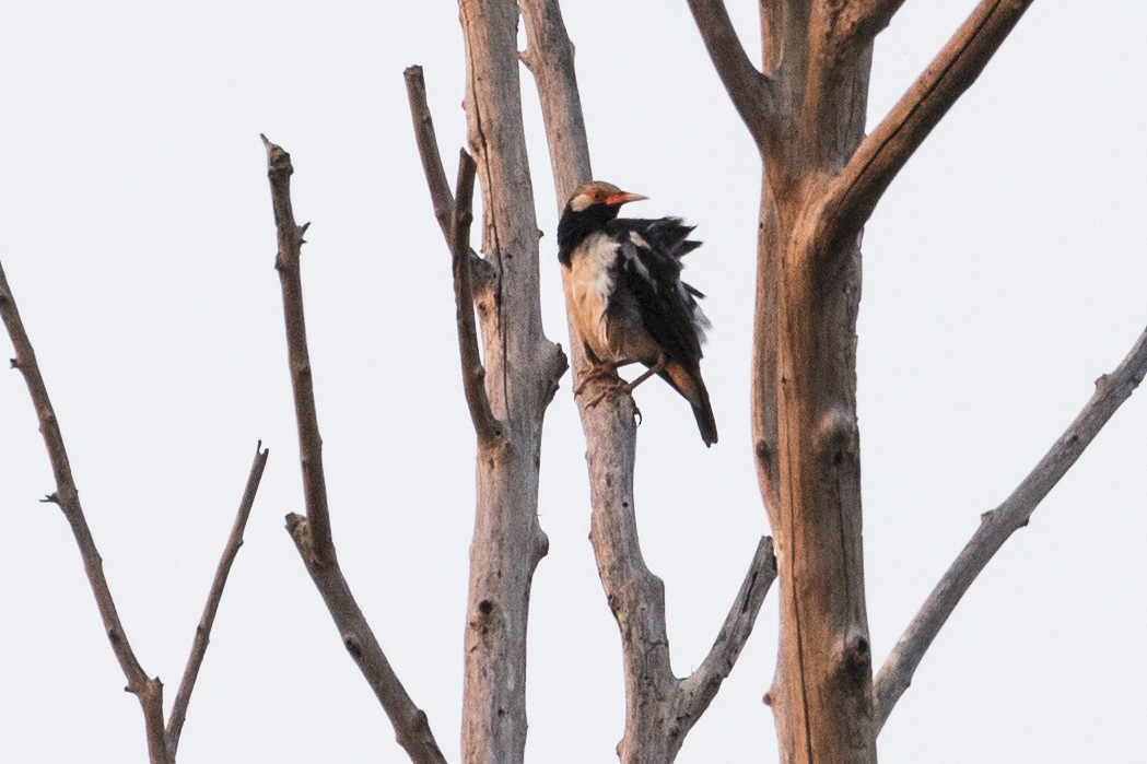 Siamese Pied Starling - ML217443581