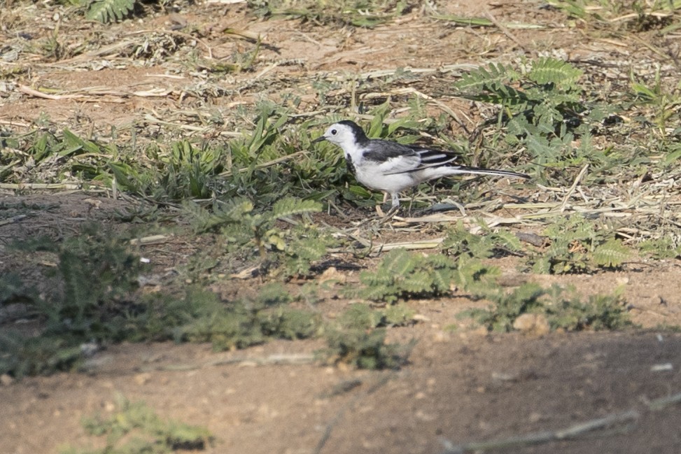 White Wagtail (Chinese) - ML217443641