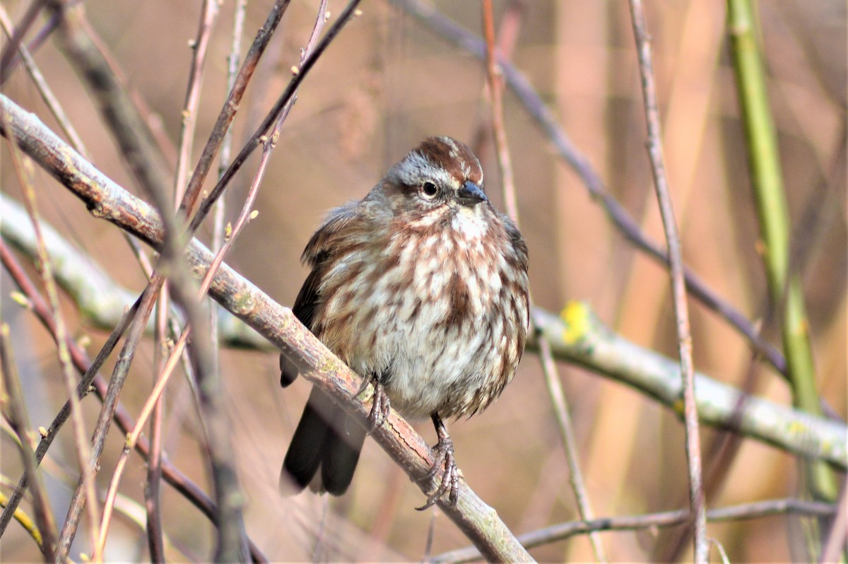 Song Sparrow - Kevin Cherry