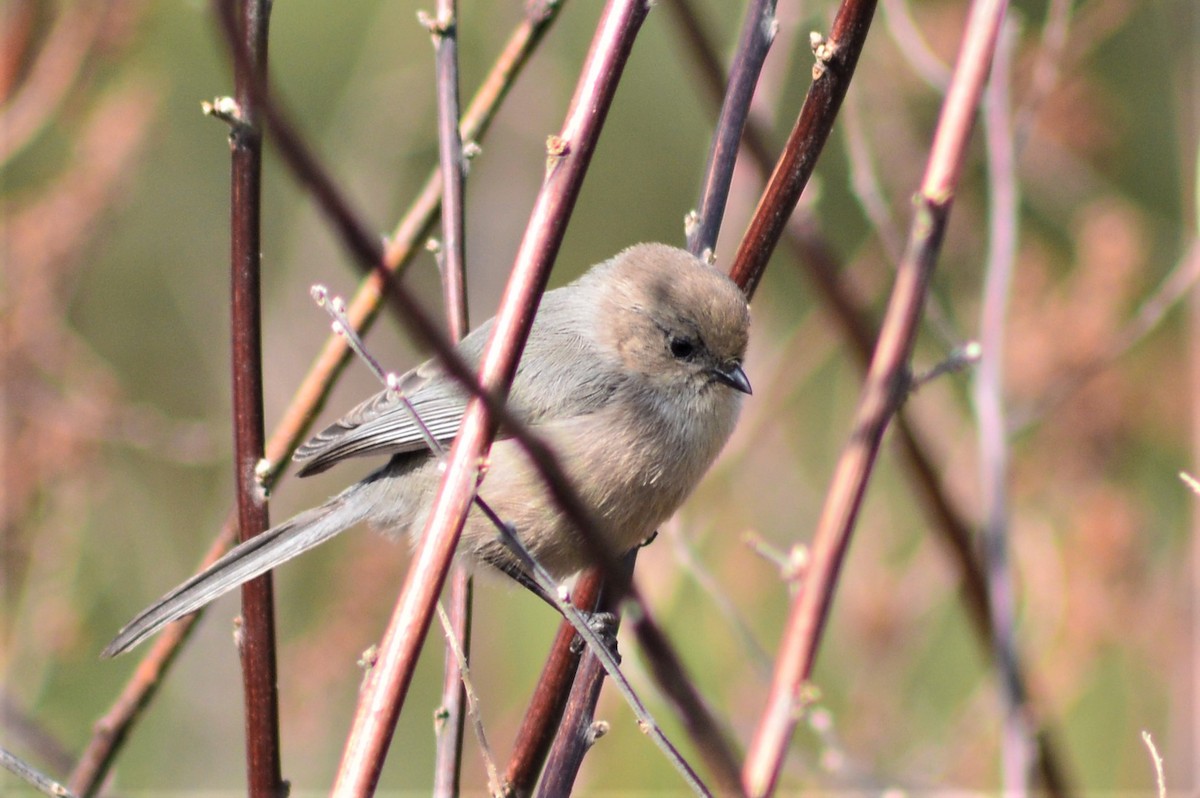 Bushtit - Kevin Cherry