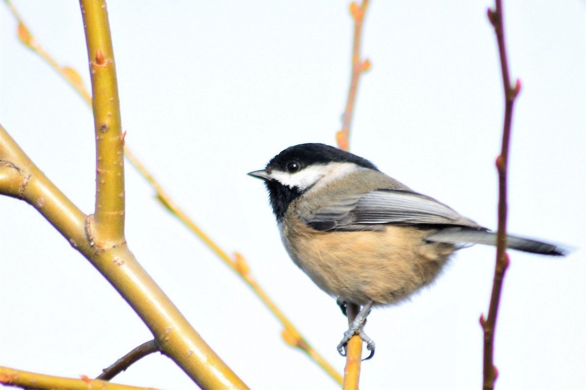 Black-capped Chickadee - ML217443701