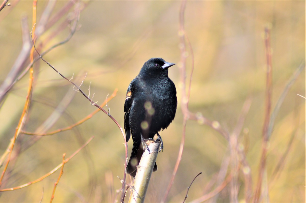 Red-winged Blackbird - ML217443731