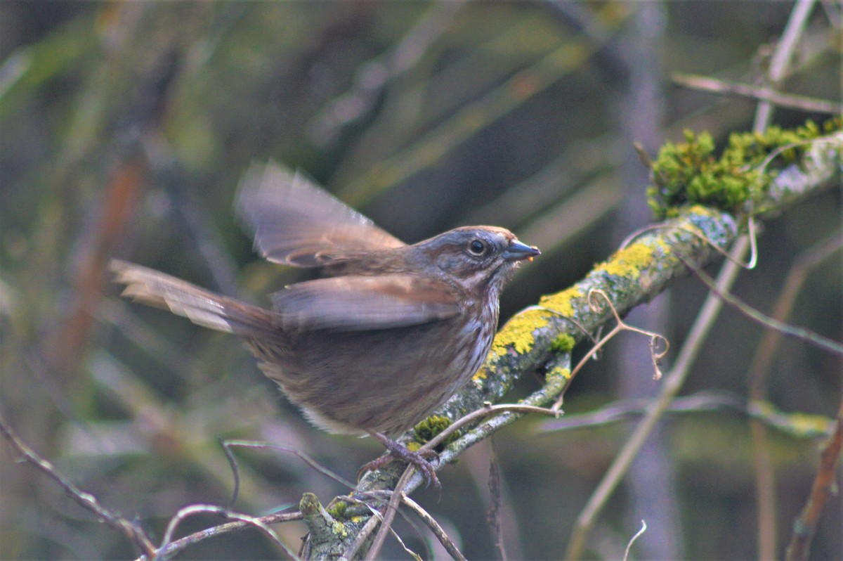 Song Sparrow - ML217443811