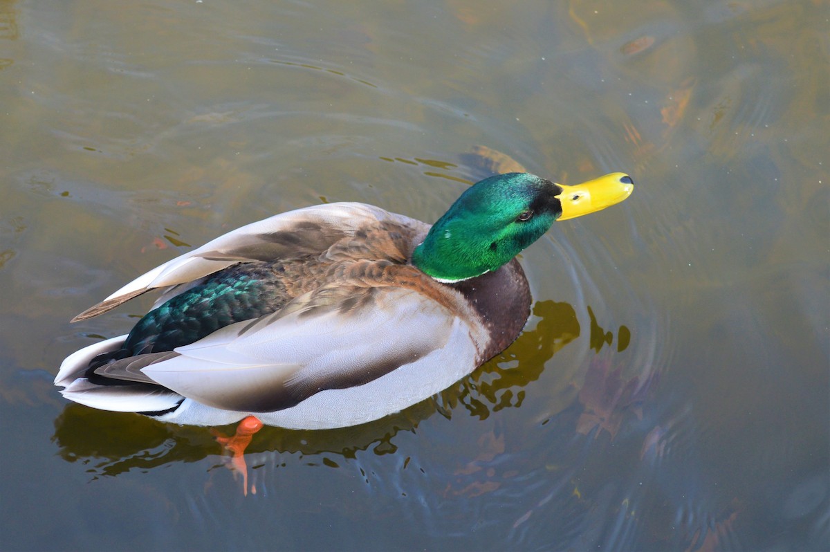 Mallard - ML217444151