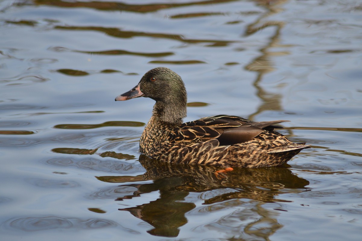 Mallard - ML217444251