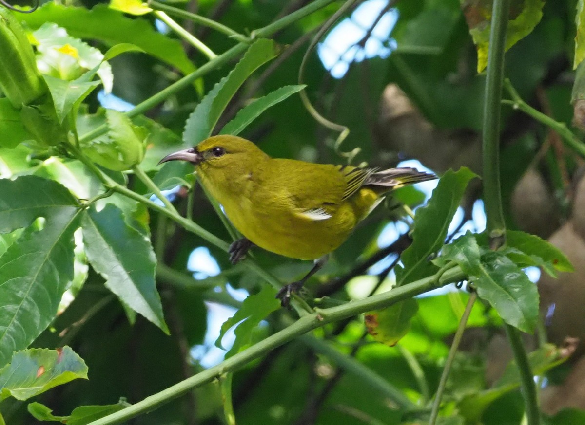 Oahu Amakihi - Stephan Lorenz