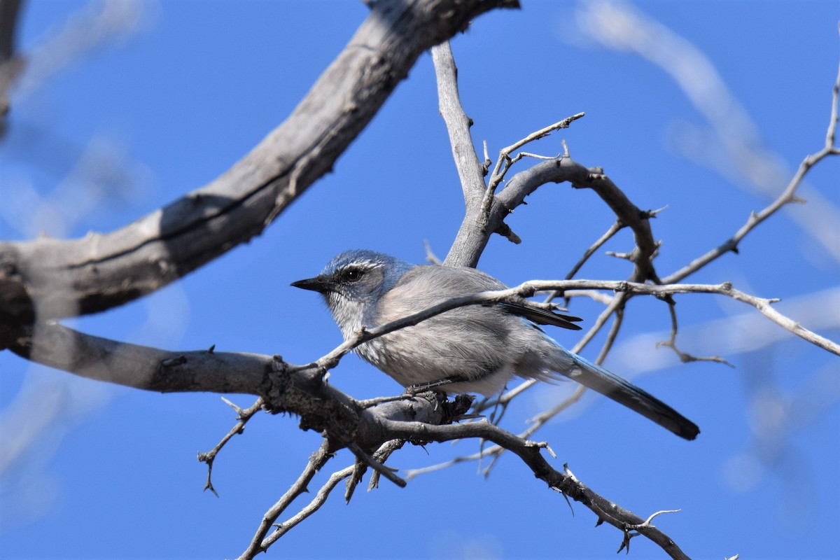 Woodhouse's Scrub-Jay - ML217446601