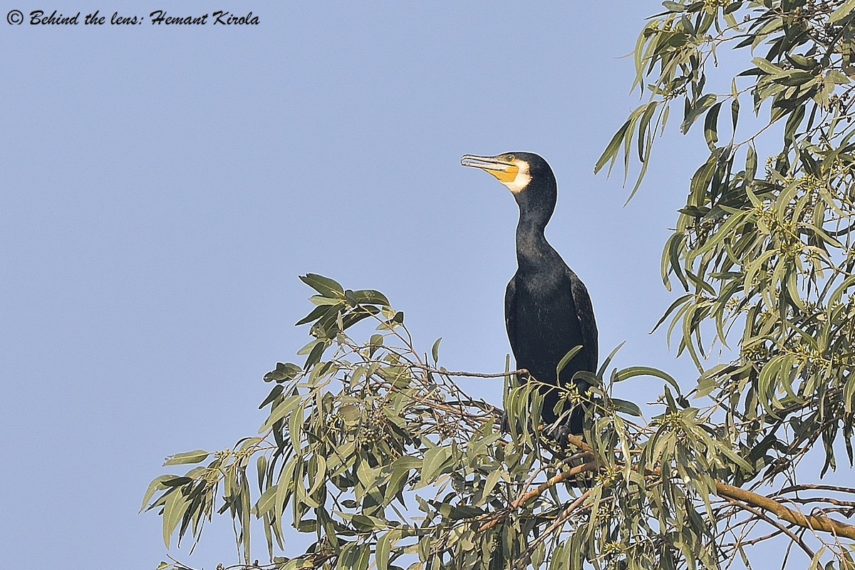 Great Cormorant - ML21744661