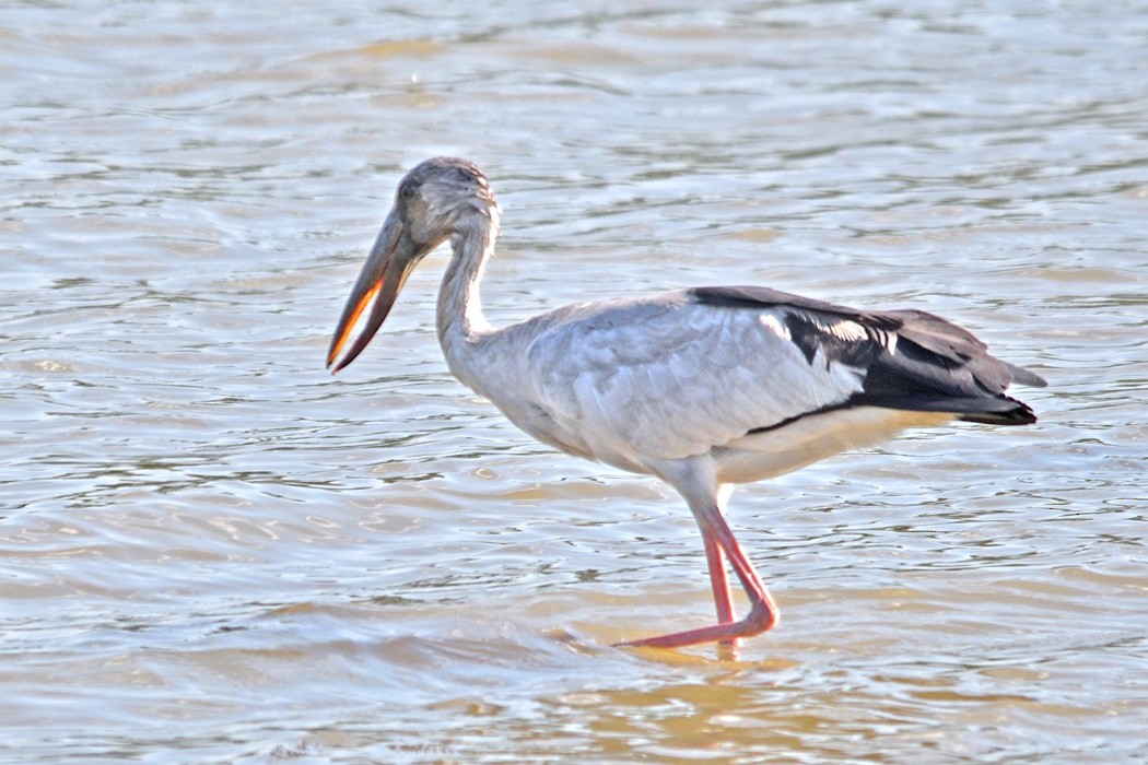 Asian Openbill - ML217447331