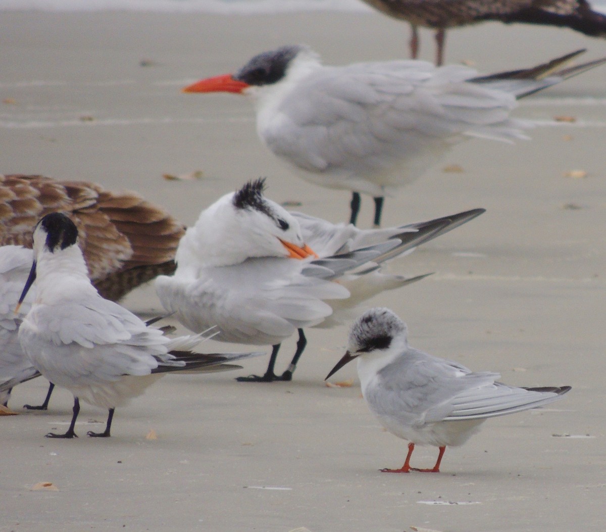 Forster's Tern - alice horst