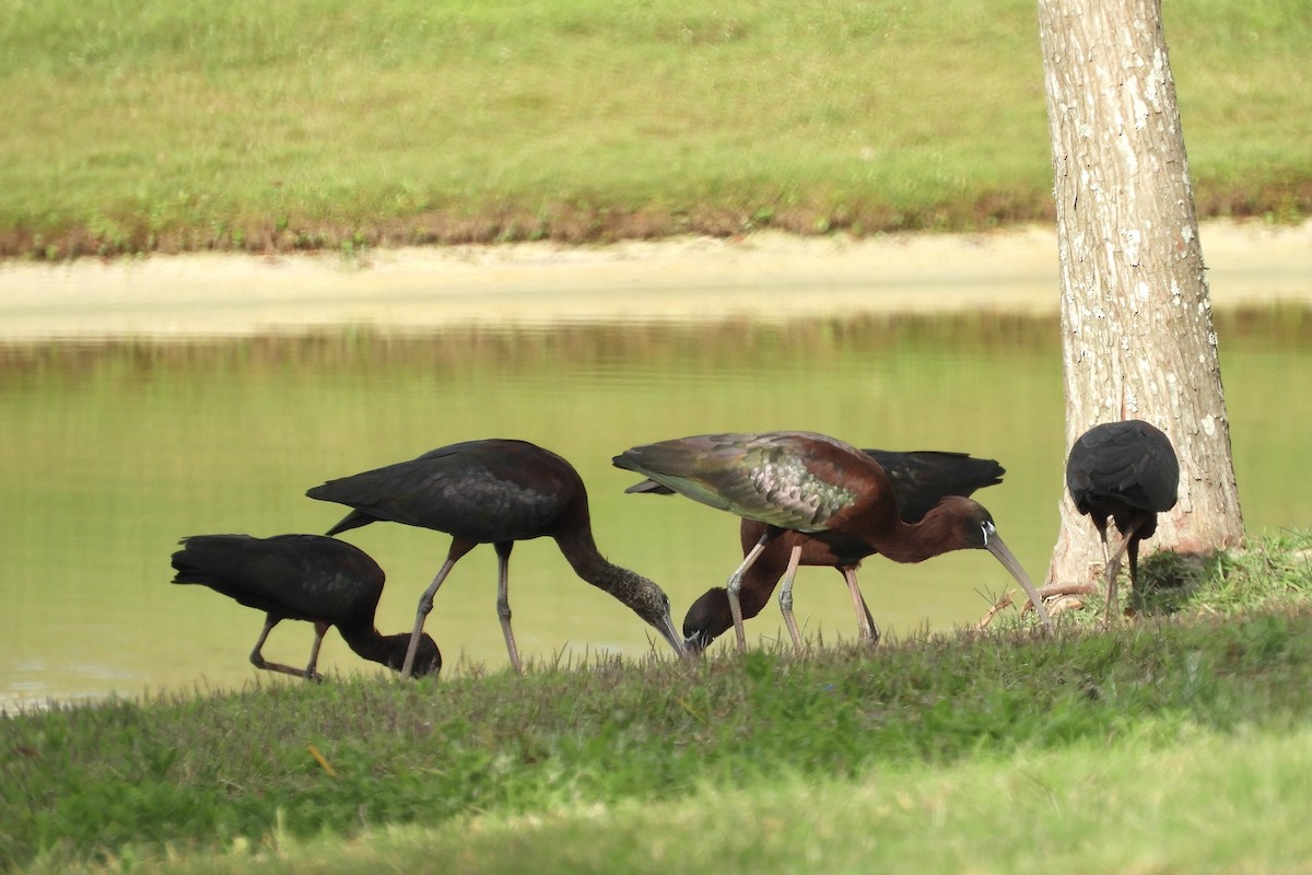 Glossy Ibis - ML217448631