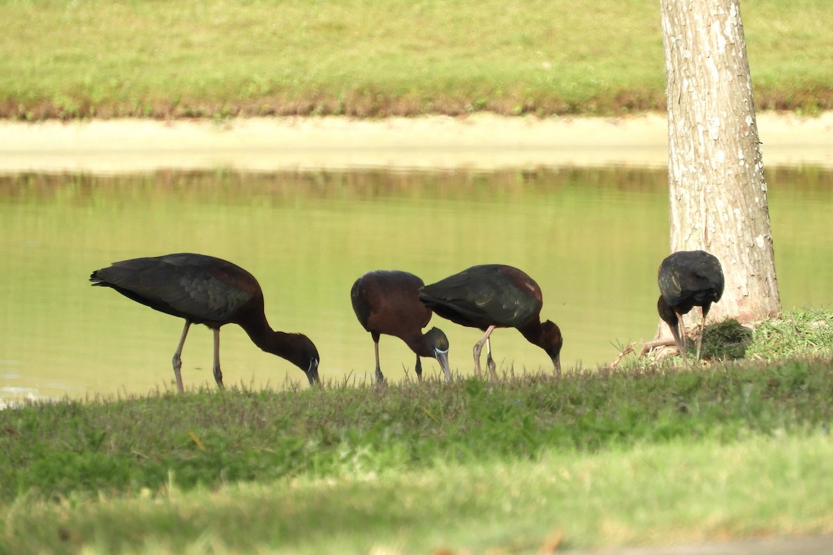 Glossy Ibis - ML217448911