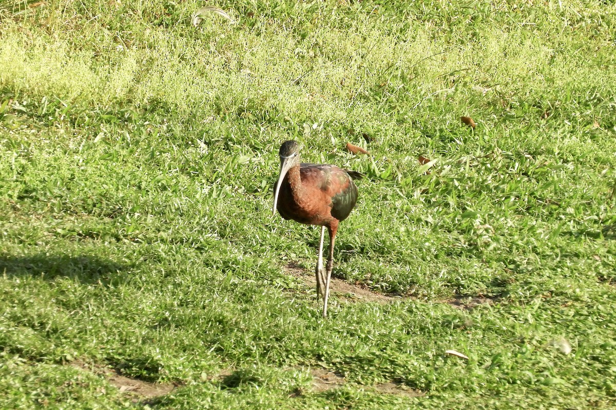 Glossy Ibis - ML217449981