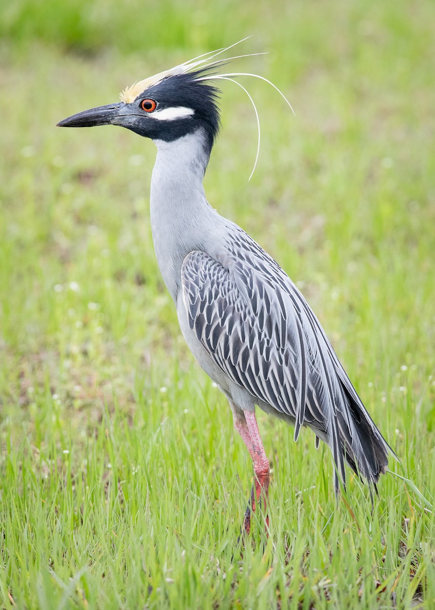 Yellow-crowned Night Heron - ML217450251