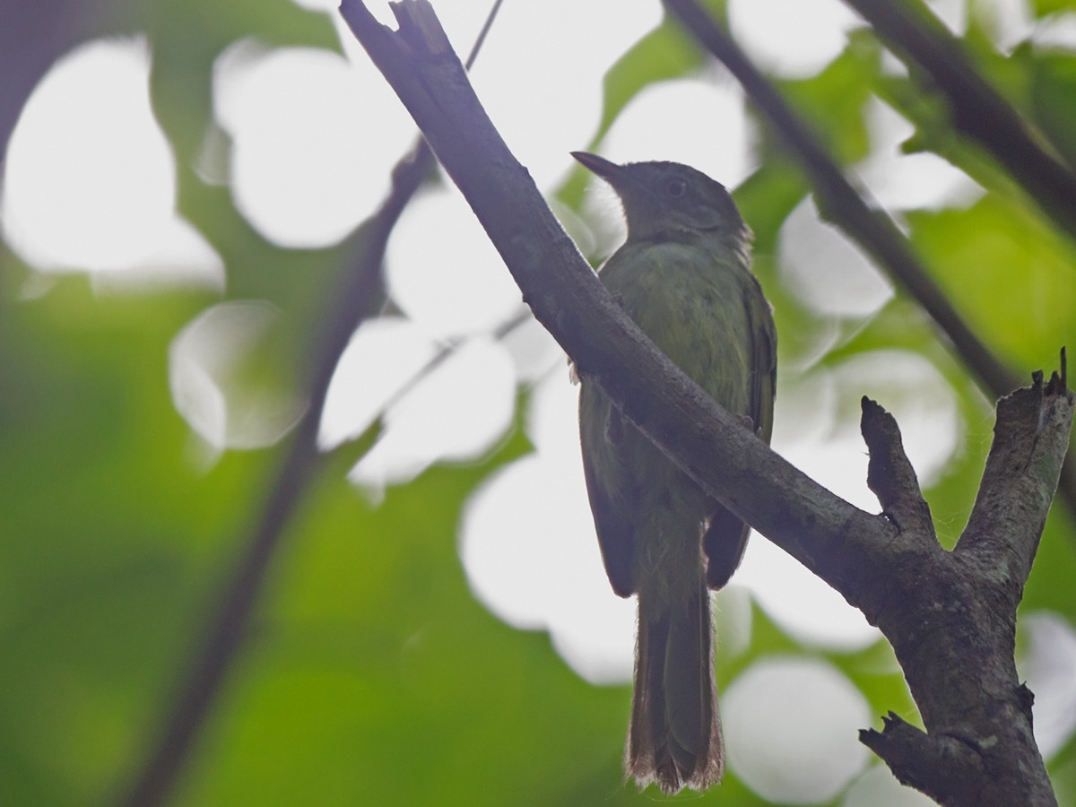 Tiny Greenbul - Niall D Perrins