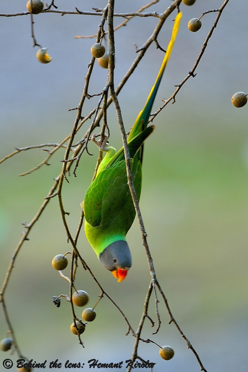 Slaty-headed Parakeet - ML21745111