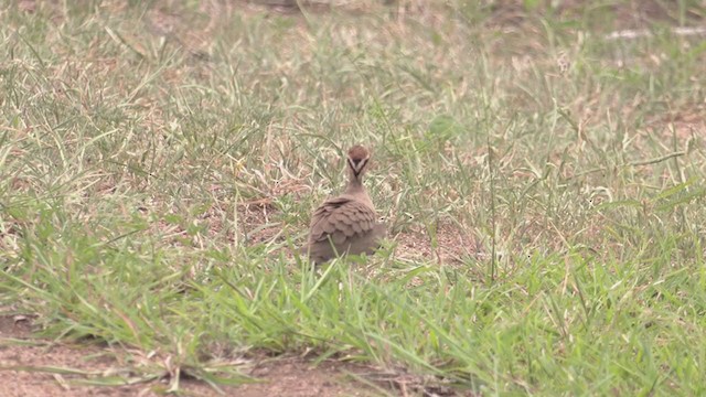 Temminck's Courser - ML217451331