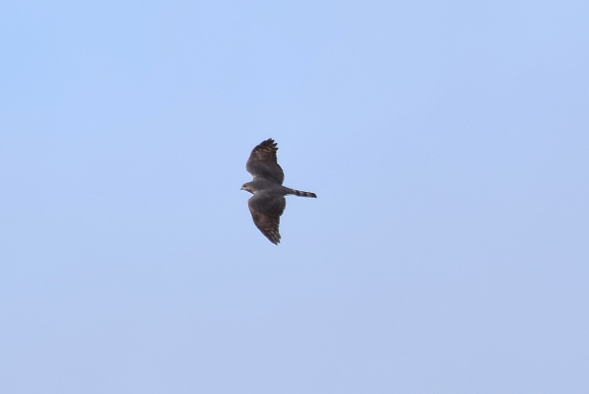 Sharp-shinned Hawk - ML217452291