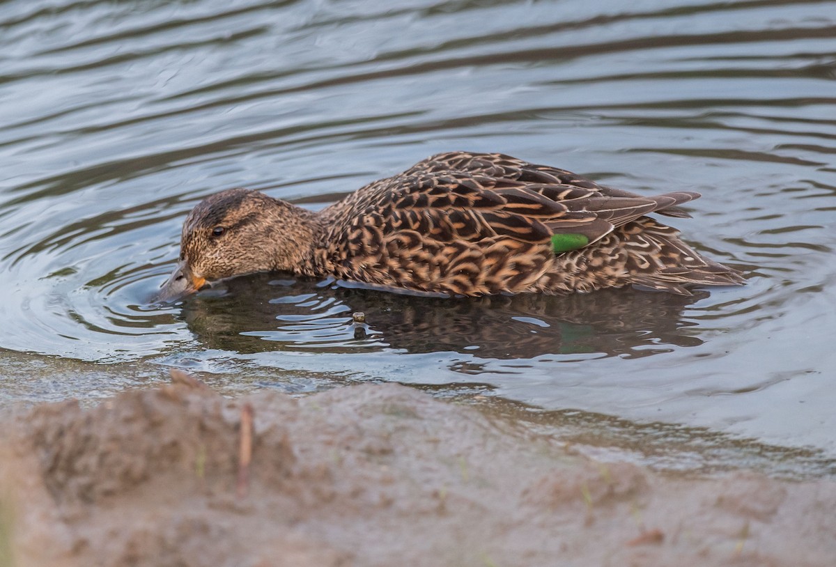 Green-winged Teal - Kai Pflug