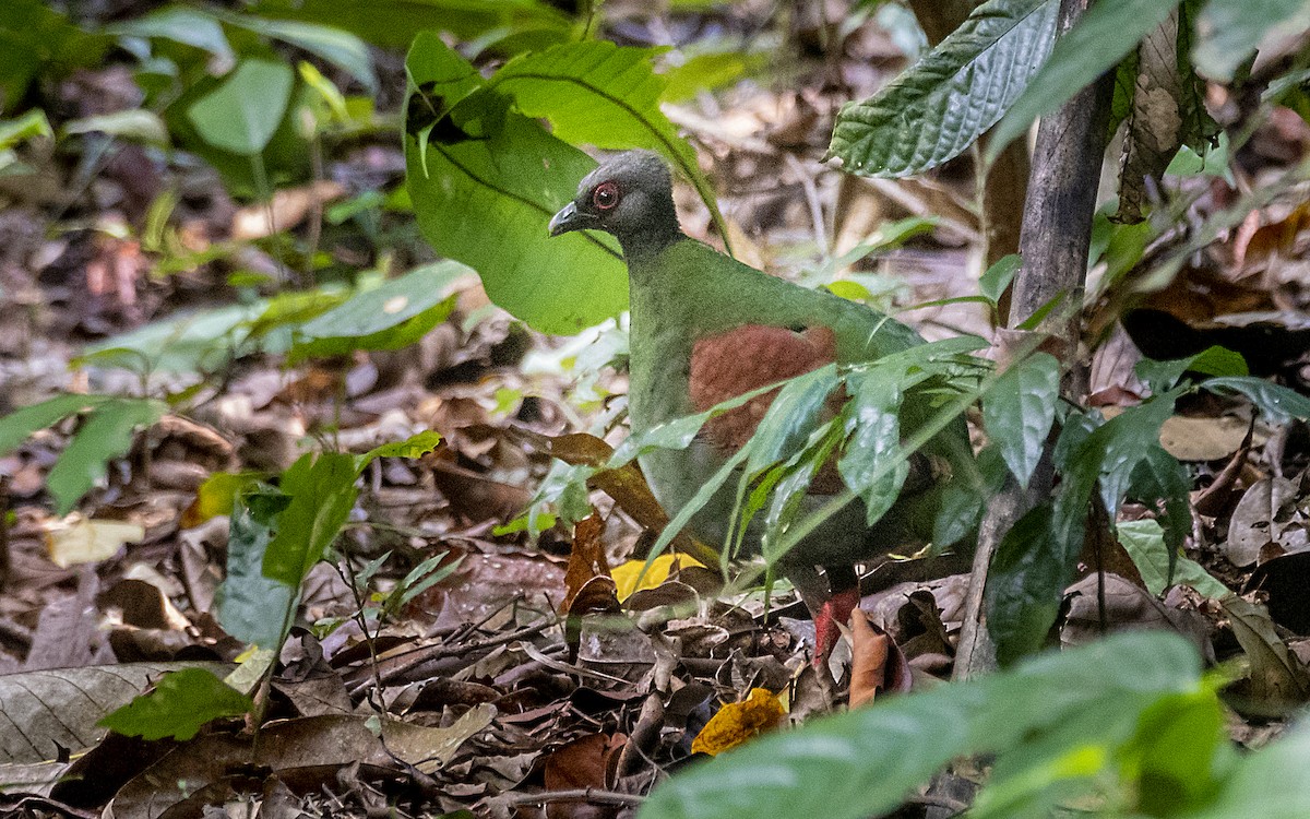 Crested Partridge - ML217454361