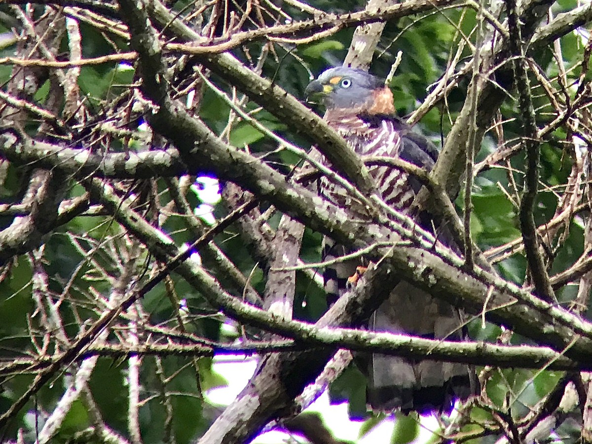 Hook-billed Kite - ML217455601