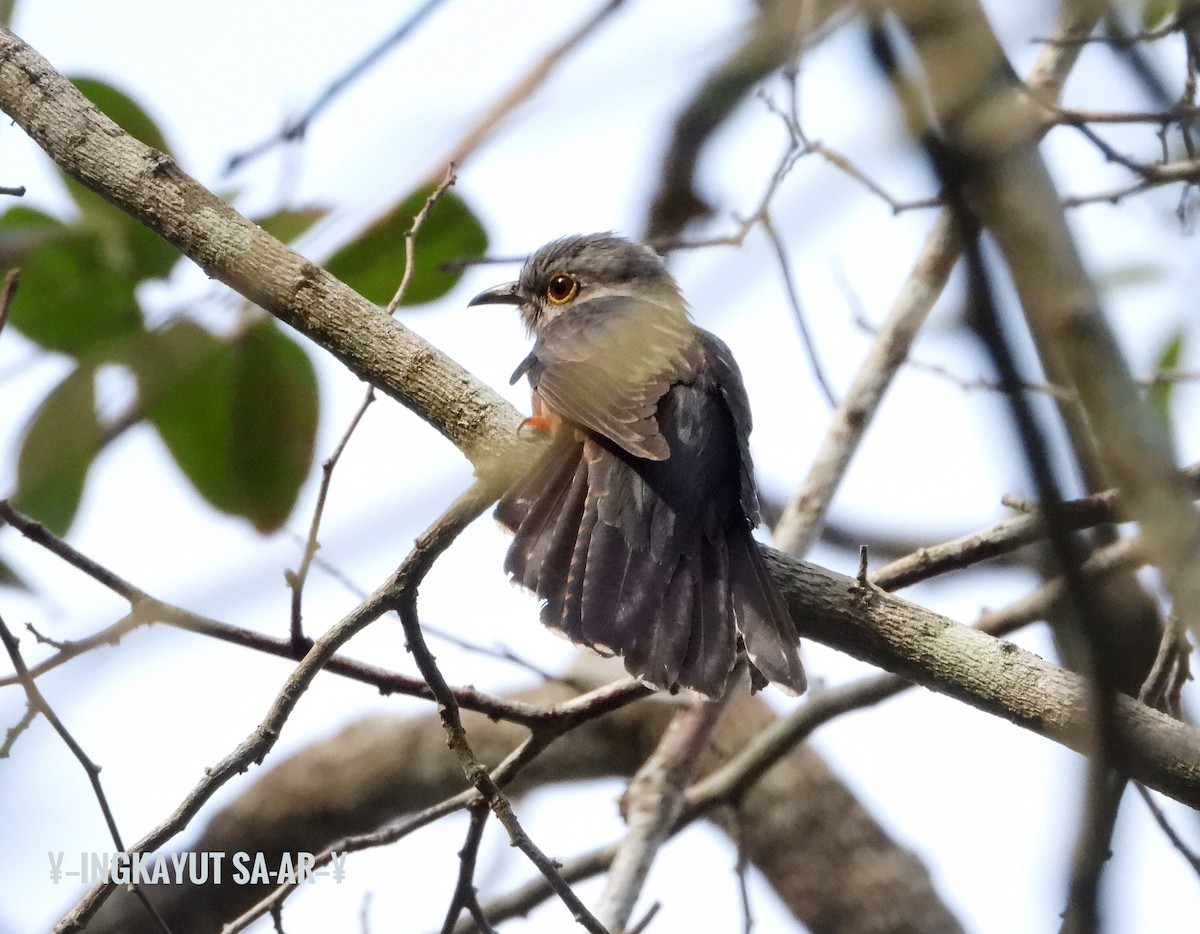 Brush Cuckoo (Sunda) - ML217455611