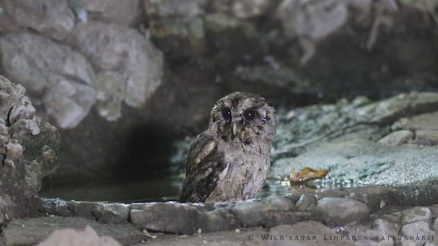 Collared Scops-Owl - ML217458171