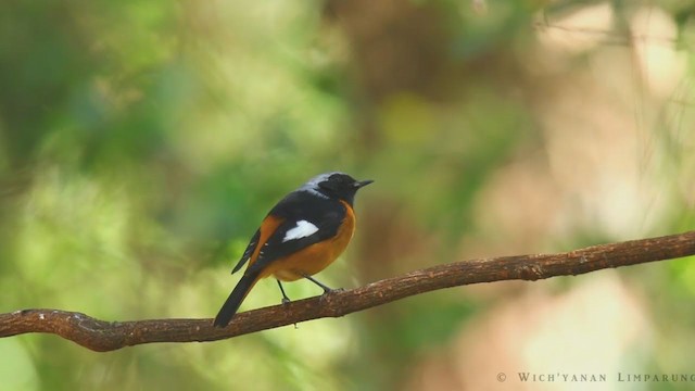 Daurian Redstart - ML217458331