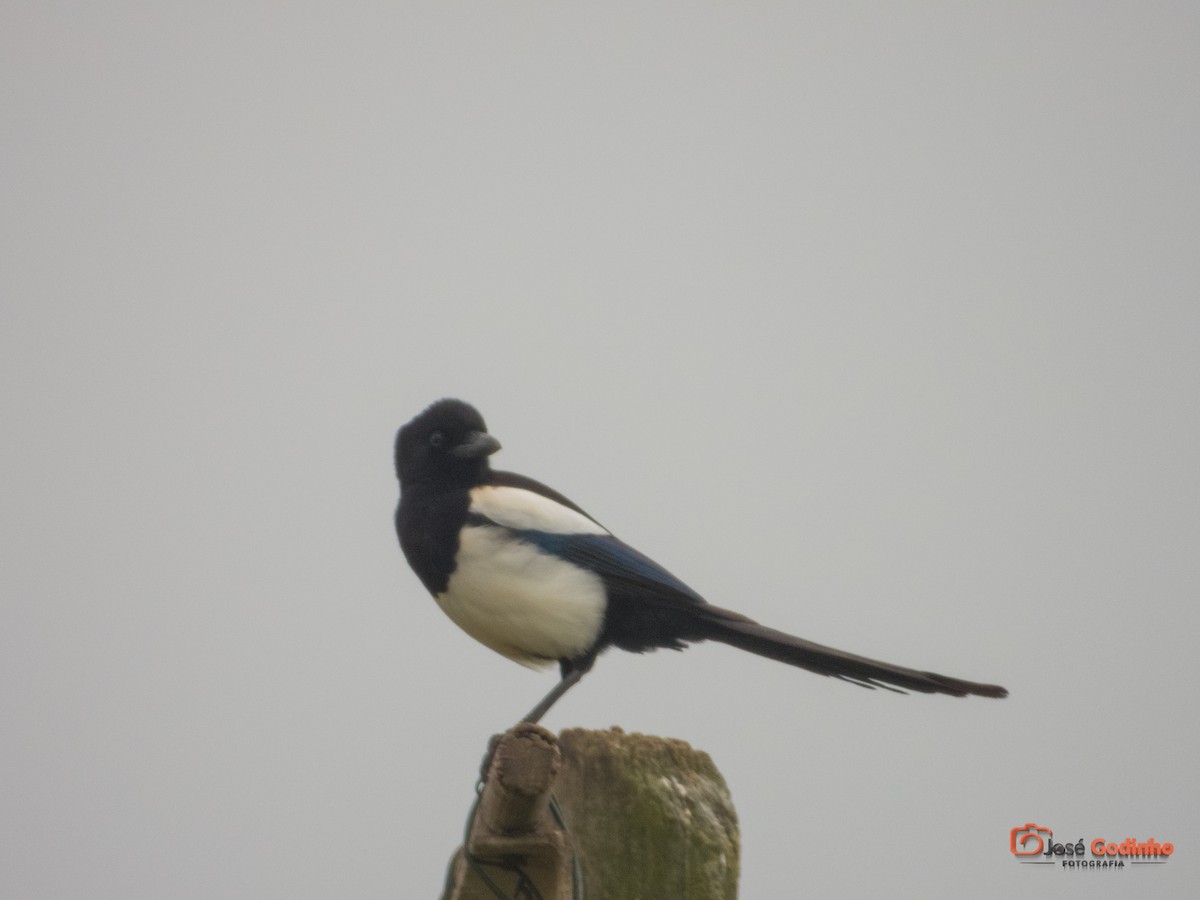 Eurasian Magpie - ML217458681