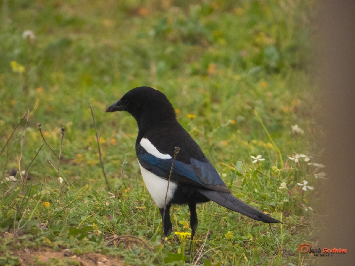 Eurasian Magpie - ML217458701